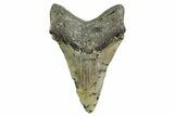 Fossil Megalodon Tooth - North Carolina #361680-2